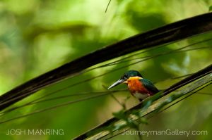 Josh Manring Photographer Decor Wall Art -  Costa Rica Birds -33.jpg